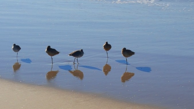 not alone, David Pavek